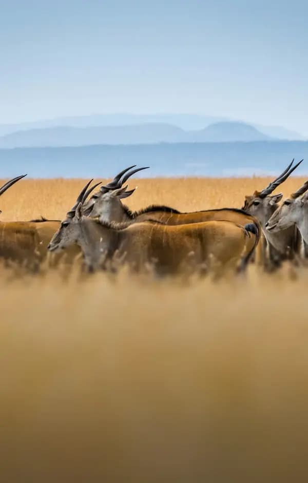 Kenya