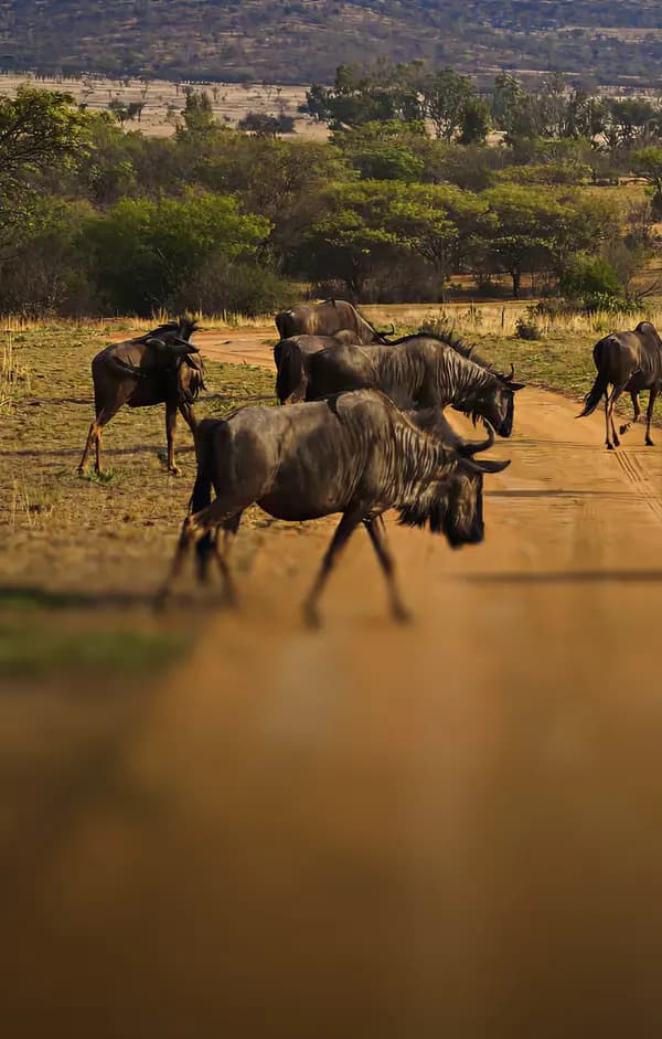 South Sudan