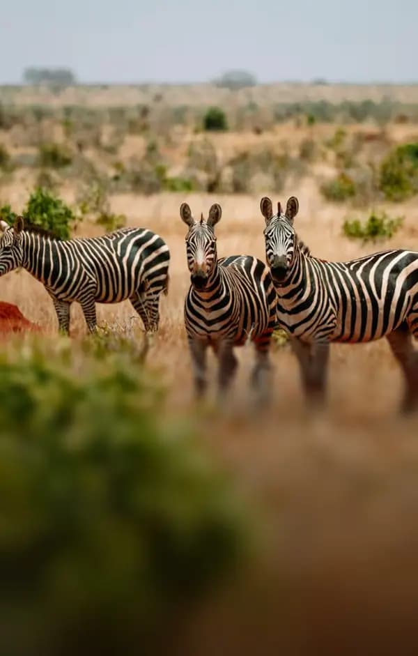 Tanzania